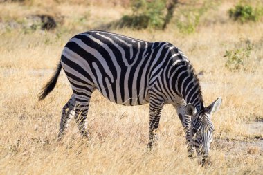 Zebra yakında, Tarangire Ulusal Parkı, Tanzanya, Afrika. Afrika safarisi.