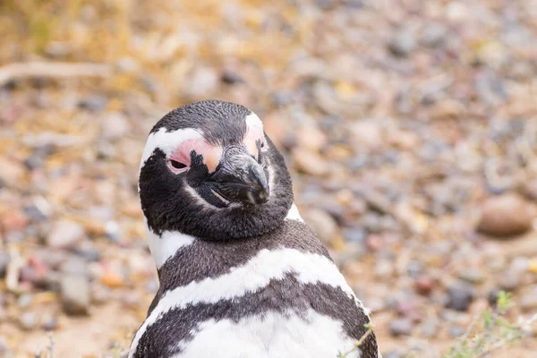 Pinguim Magalhães Perto Punta Tombo Pinguim Colônia Patagônia Argentina — Fotografia de Stock