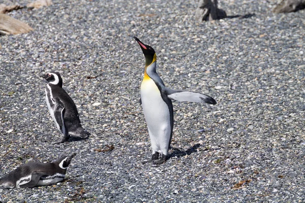 Tučňák Královský Pláži Ostrově Martillo Ushuaia Národní Park Tierra Del — Stock fotografie