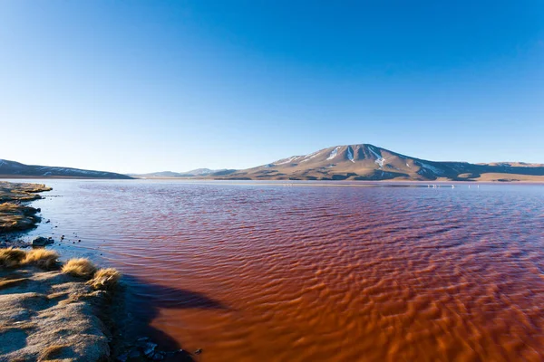 Paysage Laguna Colorada Bolivie Beau Panorama Bolivien Lagune Eau Rouge — Photo