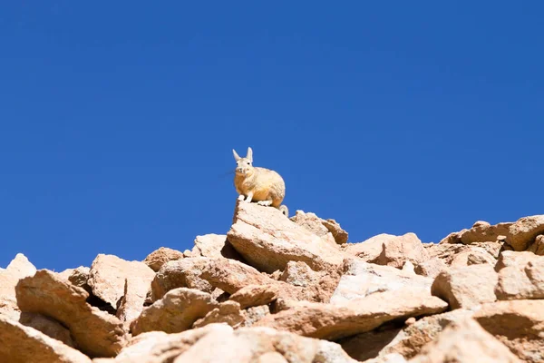 Viscacha Sul Bolívia Vida Selvagem Boliviana — Fotografia de Stock