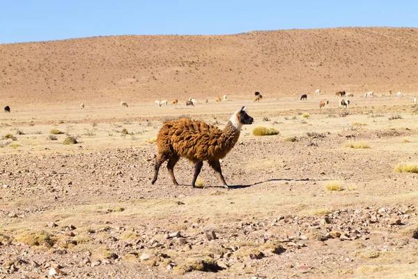 Chov Bolívijské Lamy Náhorní Plošině Andean Bolívie — Stock fotografie