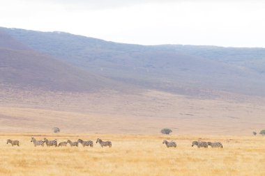 Zebralar arka arkaya Ngorongoro Koruma Alanı kraterinde, Tanzanya 'da. Afrika vahşi yaşamı