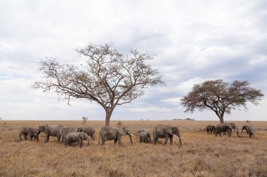 Serengeti Ulusal Parkı, Tanzanya, Afrika 'dan fil sürüsü. Afrika vahşi yaşamı