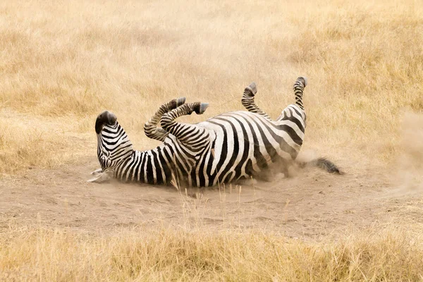Zebra Das Auf Dem Boden Rollt Ngorongoro Krater Tansania Afrikanische — Stockfoto