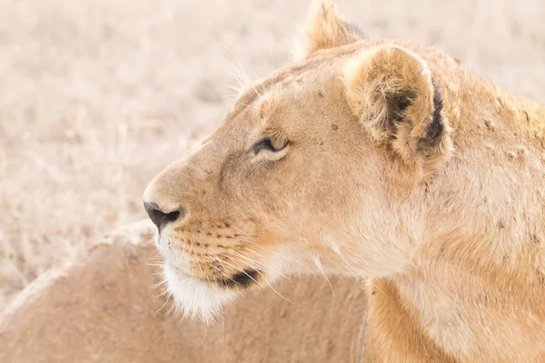 Löwin Aus Nächster Nähe Serengeti Nationalpark Tansania Afrikanische Tierwelt — Stockfoto