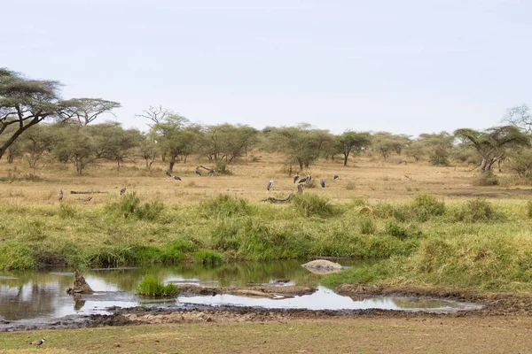 Nílusi Krokodil Serengeti Nemzeti Parkból Tanzánia Afrika Afrikai Vadvilág — Stock Fotó