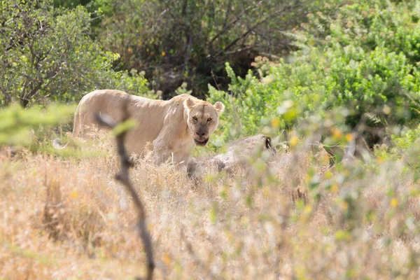 Lioness Close Serengeti National Park Tanzania African Wildlife — Stock Photo, Image