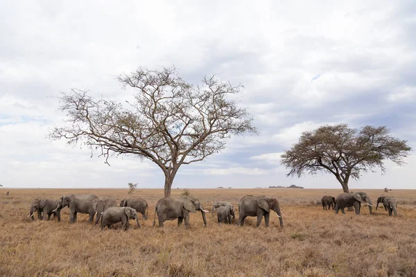 Stádo Slonů Národního Parku Serengeti Tanzanie Afrika Volně Žijící Africká — Stock fotografie