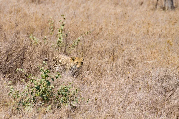 Leopard Aus Dem Serengeti Nationalpark Tansania Afrikanische Tierwelt — Stockfoto