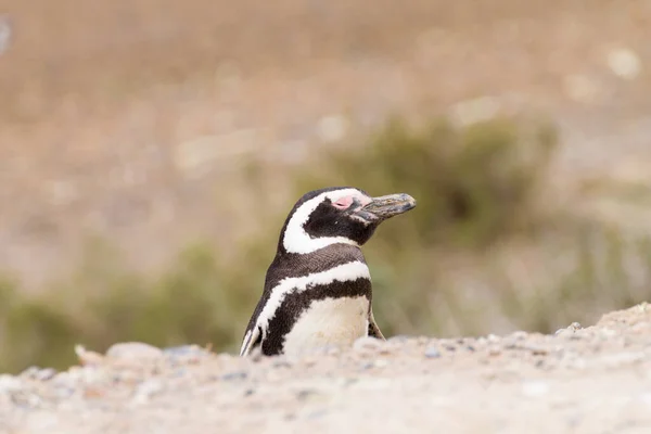 Pinguim Magalhães Colônia Pinguins Caleta Valdes Patagônia Argentina Vida Selvagem — Fotografia de Stock