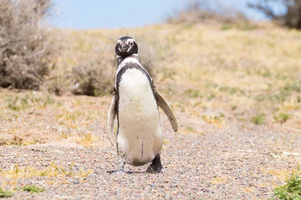 Магелланов Пингвин Крупным Планом Penta Tombo Penguin Colony Patagonia Argentina — стоковое фото