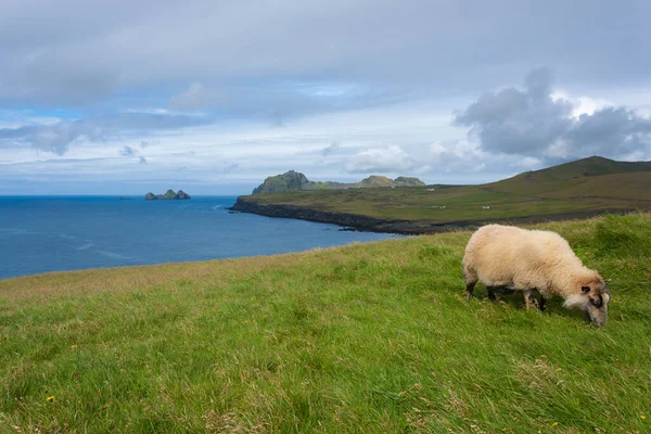 Westman Islands Beach View Archipelago Island Background Iceland Landscape Vestmannaeyjar — Stock Photo, Image