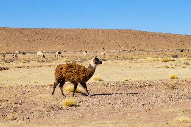 Bolivya Lama 'sı Andean Platosu, Bolivya' da çoğalıyor
