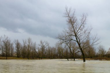 Brenta nehri taşkını. İtalyan kırsal arazisi. Su ve ağaçlar