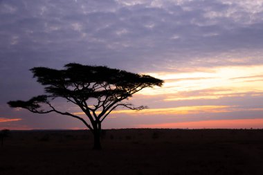 Serengeti Ulusal Parkı, Tanzanya, Afrika 'da şafak vakti. Afrika Panoraması