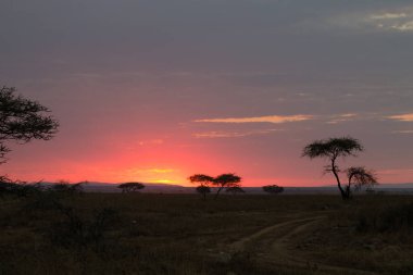 Serengeti Ulusal Parkı, Tanzanya, Afrika 'da şafak vakti. Afrika Panoraması