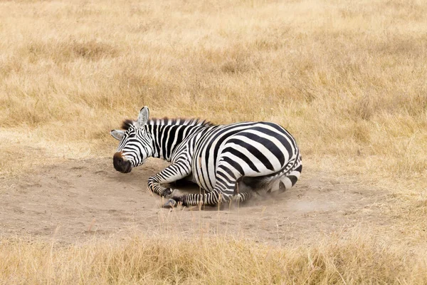 Zebra Care Rostogolește Pământ Craterul Ngorongoro Tanzania Faunei Sălbatice Africane — Fotografie, imagine de stoc