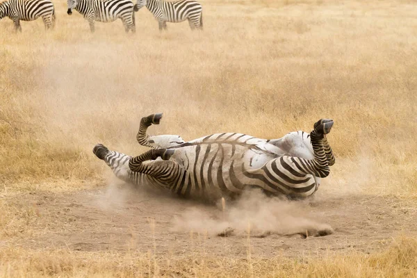 Zebra Die Grond Rolt Ngorongoro Krater Tanzania Afrikaanse Wilde Dieren — Stockfoto