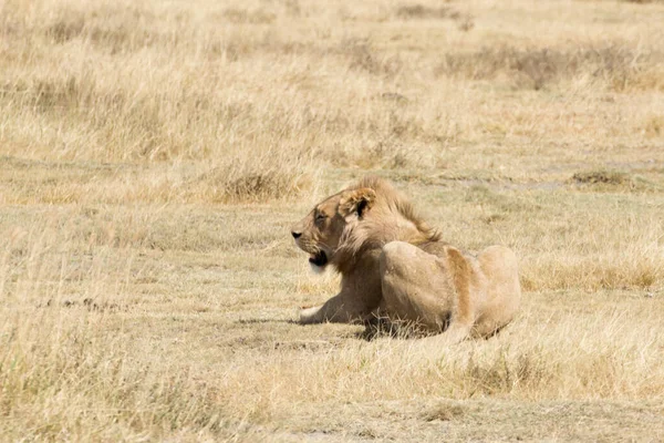 Lion Sur Cratère Aire Conservation Ngorongoro Tanzanie Faune Africaine — Photo