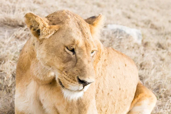 Löwin Aus Nächster Nähe Serengeti Nationalpark Tansania Afrikanische Tierwelt — Stockfoto