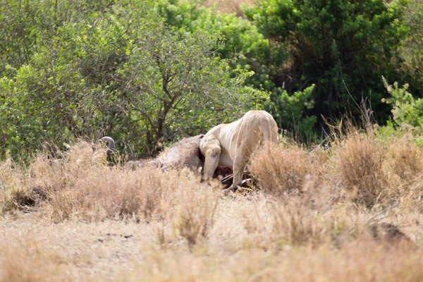 Löwin Aus Nächster Nähe Serengeti Nationalpark Tansania Afrikanische Tierwelt — Stockfoto