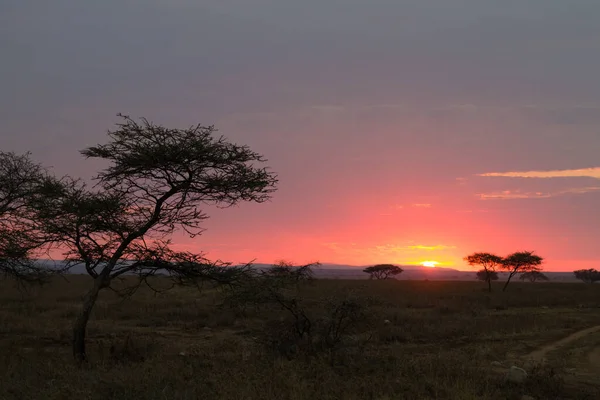 Αυγή Στο Εθνικό Πάρκο Σερενγκέτι Τανζανία Αφρική Αφρικανικό Πανόραμα — Φωτογραφία Αρχείου