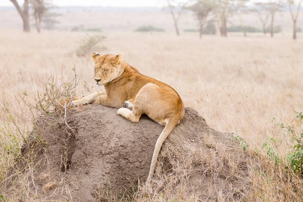 Leoa Fecha Parque Nacional Serengeti Tanzânia Vida Selvagem Africana — Fotografia de Stock