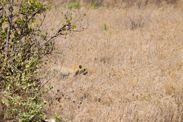 Leopardo Parque Nacional Serengeti Tanzânia Vida Selvagem Africana — Fotografia de Stock