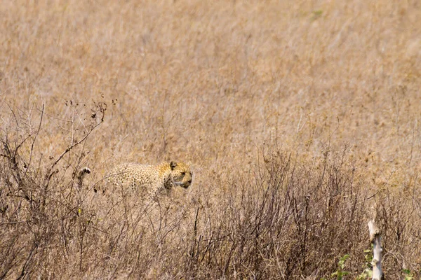 Serengeti Ulusal Parkı Tanzanya Dan Leopar Afrika Vahşi Yaşamı — Stok fotoğraf