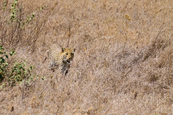 Serengeti Ulusal Parkı Tanzanya Dan Leopar Afrika Vahşi Yaşamı — Stok fotoğraf