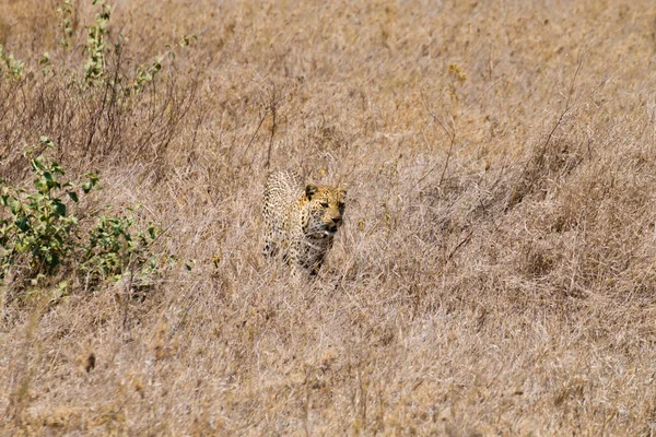 Serengeti Ulusal Parkı Tanzanya Dan Leopar Afrika Vahşi Yaşamı — Stok fotoğraf