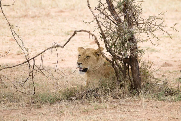 Löwin Serengeti Nationalpark Tansania Afrika Afrikanische Tierwelt — Stockfoto