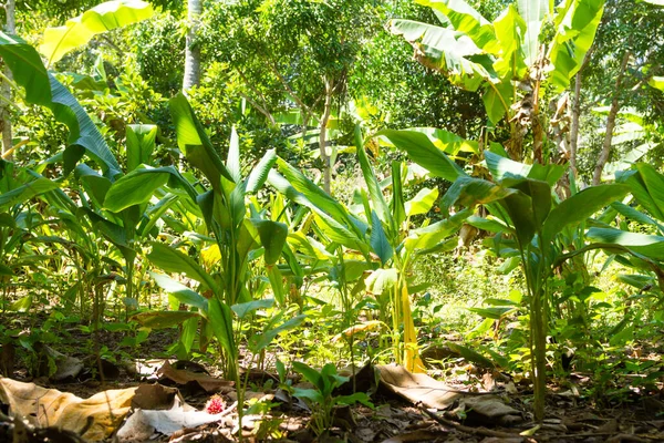 Curcuma Teelt Uit Zanzibar Tanzania Kruidenteelt Natuurlijke Voeding — Stockfoto