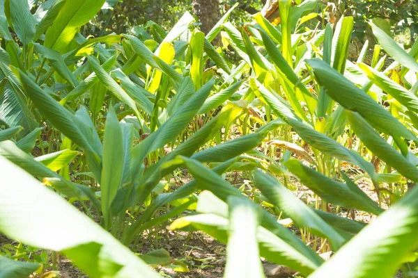 Curcuma Coltivazione Zanzibar Tanzania Coltivazione Spezie Alimenti Naturali — Foto Stock