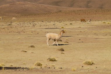 Bolivya Lama 'sı Andean Platosu, Bolivya' da çoğalıyor