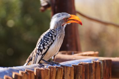 Tockus leucomelas