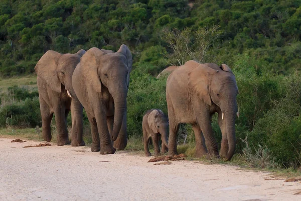 Elephants — Stock Photo, Image