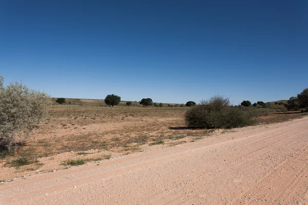 Kgalagadi — Foto de Stock