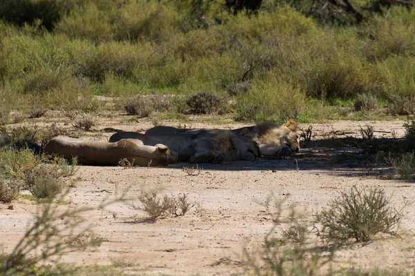 Leones —  Fotos de Stock