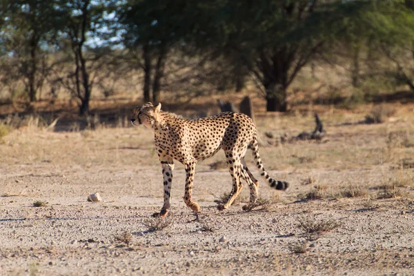 Gepard — Stockfoto