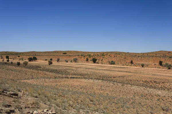 Kgalagadi — Φωτογραφία Αρχείου