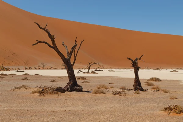 Ölüm ağacı gizli Vlei — Stok fotoğraf