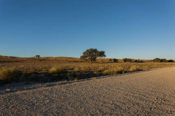 Kgalagadi — Stock Photo, Image