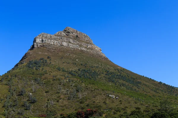 Lion's head — Stock Photo, Image