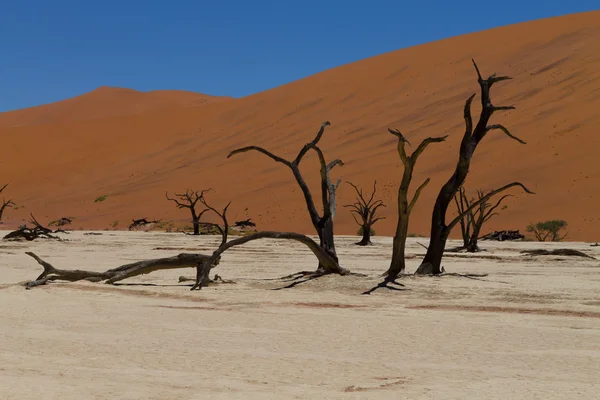 Dead Vlei — Stock Photo, Image