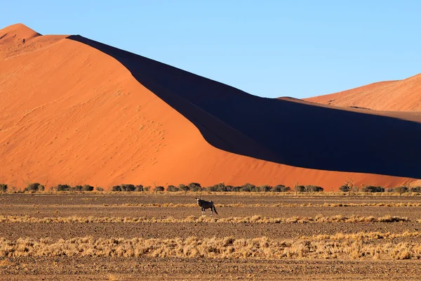 Dunes de Sossusvlei — Photo