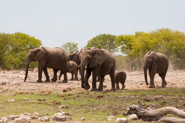 Stádo slonů — Stock fotografie