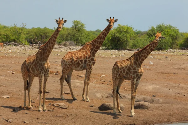 Mandria di giraffe — Foto Stock