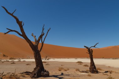 Ölüm ağacı gizli Vlei